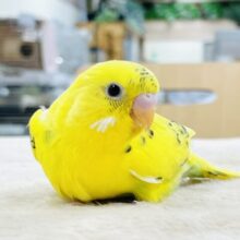 【最新画像】可愛いおめめ見てみて💛セキセイインコ（ハルクイン）ヒナ