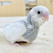 【最新画像】キリッと！スタイリッシュ🩶🤍セキセイインコ（パイド）ヒナ