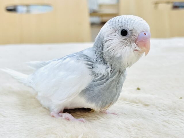 【最新画像】キリッと！スタイリッシュ🩶🤍セキセイインコ（パイド）ヒナ