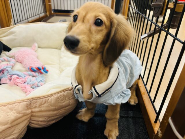 カニンヘンダックス