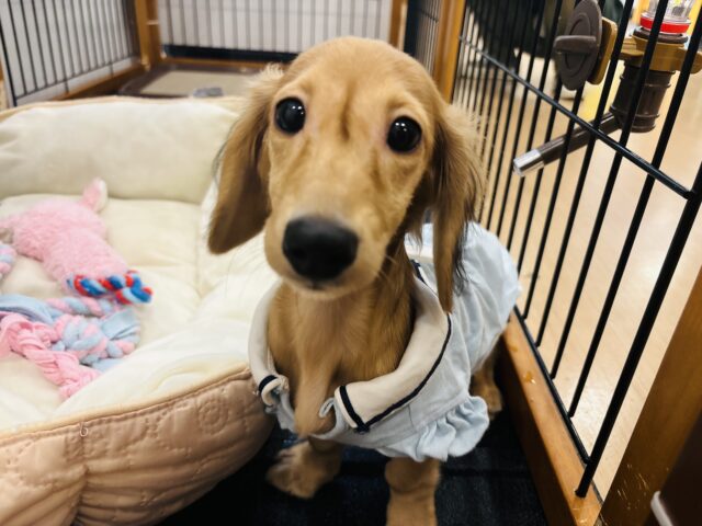 カニンヘンダックス