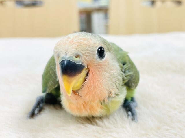 コザクラインコ（小桜インコ）