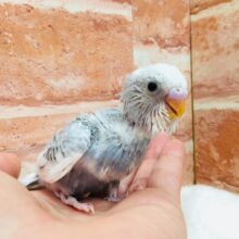 久々にスパングルパイドのセキセイちゃんがやってきましたよ～🎵