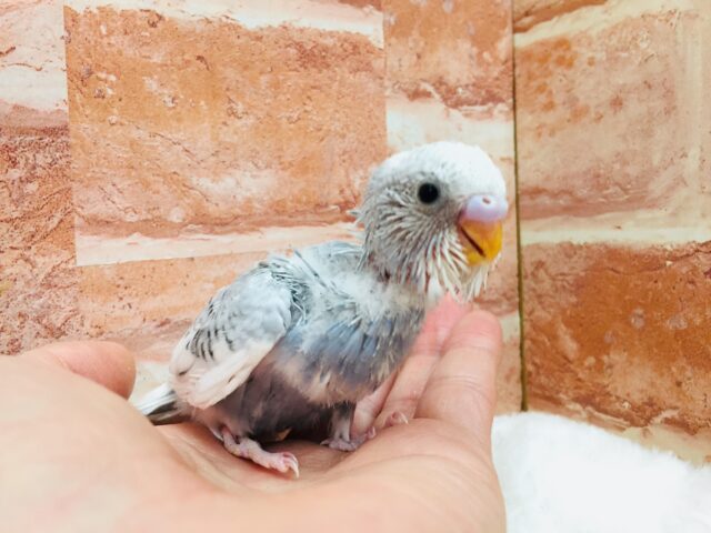 久々にスパングルパイドのセキセイちゃんがやってきましたよ～🎵