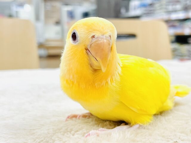 コザクラインコ（小桜インコ）