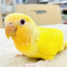 【最新画像】ひまわりのような眩しさ🌻💛🧡コザクラインコ（オレンジフェイスルチノー）ヒナ