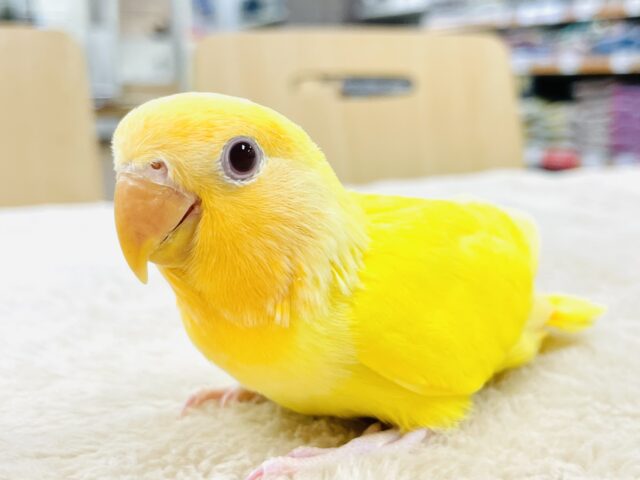 【最新画像】ひまわりのような眩しさ🌻💛🧡コザクラインコ（オレンジフェイスルチノー）ヒナ