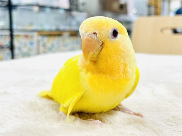 コザクラインコ（小桜インコ）