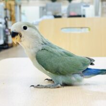 【最新画像】よちよち歩きで元気にあそぶよ💚💙コザクラインコ（ブルーチェリー）ヒナ