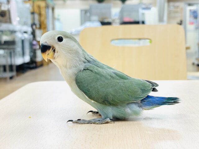 動画更新🪄もうすぐひとり餌‪☆】フレッシュ🫧採れたて果汁100%🍊‬