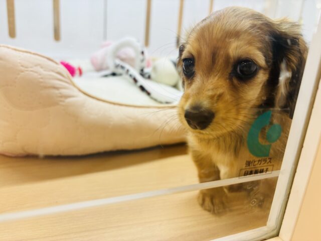 カニンヘンダックス