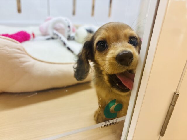 カニンヘンダックス