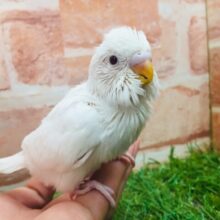 つい見入ってしまう美しさ、、、⛄　セキセイインコ（アルビノ）