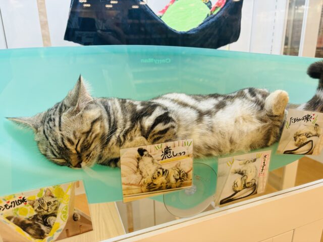 マンチカン