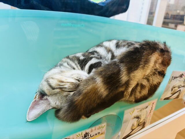 マンチカン