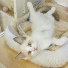 美しさでメロメロにしちゃうぞ〜♥ラグドールくん！