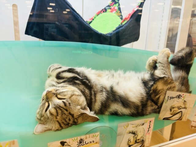 マンチカン