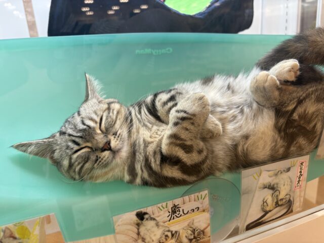 マンチカン