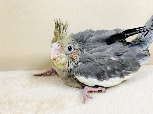 オカメインコ