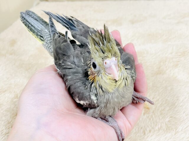 オカメインコ