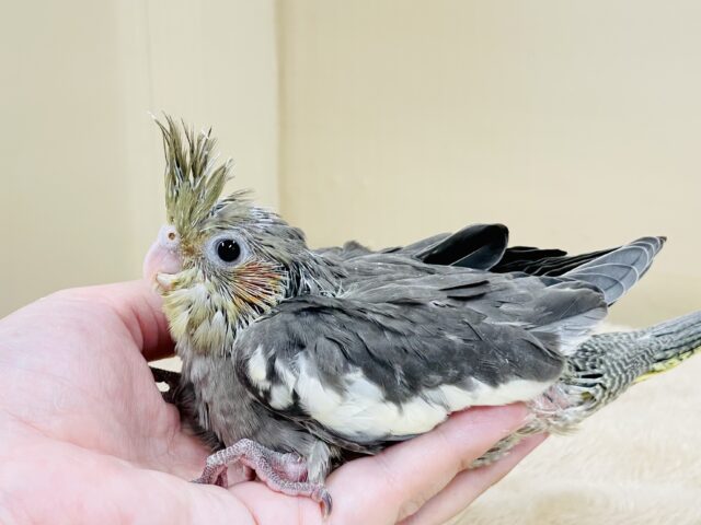 オカメインコ