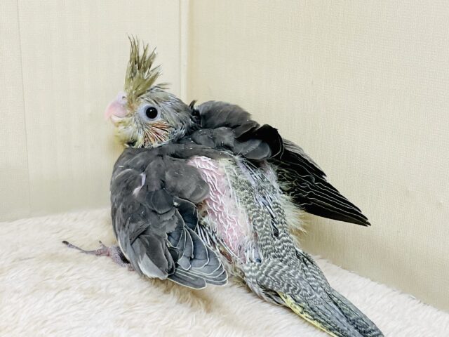 オカメインコ