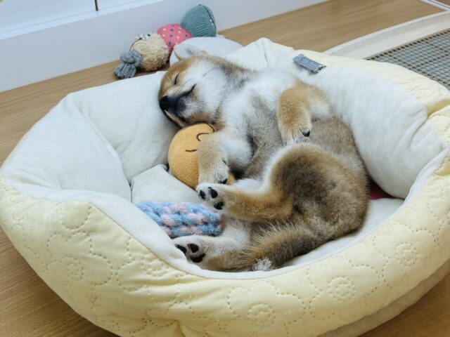 柴犬