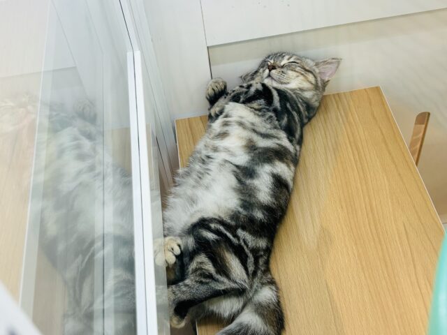 マンチカン