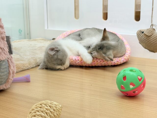 シンガプーラ