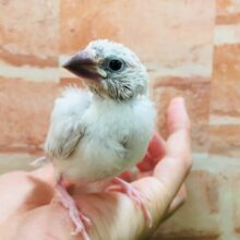 元気いっぱい！！すくすく成長中🎵　シルバー文鳥
