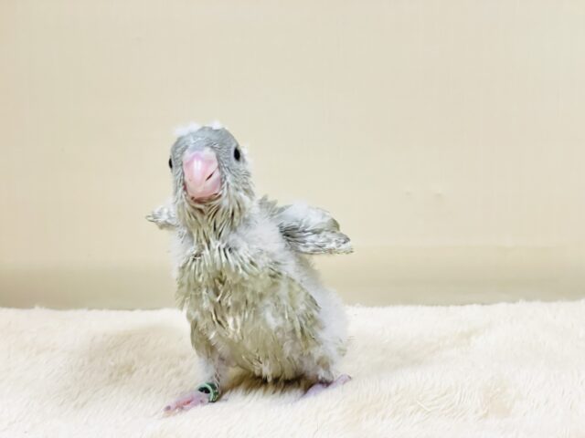 サザナミインコ