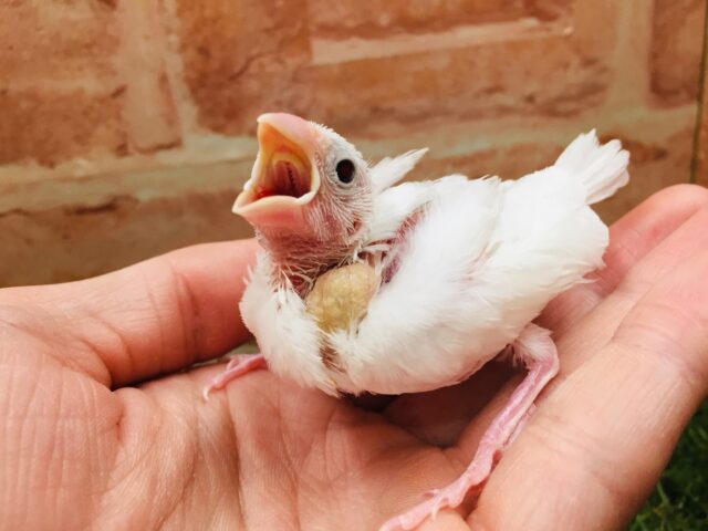 白文鳥