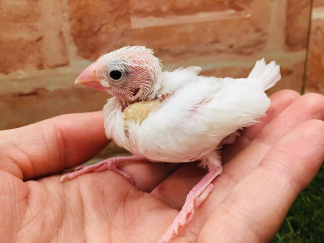 白文鳥