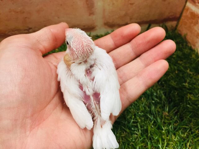 白文鳥