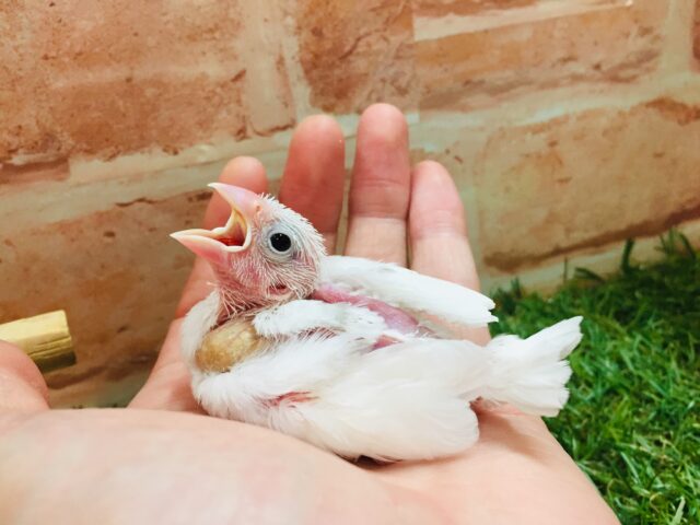 白文鳥