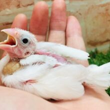 かわいい白文鳥さんがやって来ましたよ～🎵