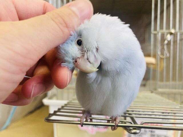 最新画像＆動画更新🆙lovely マメちゃん❤︎⁾⁾ 懐こく陽気な🌿🫧かわいい手乗りマメルリハさん(アメリカンホワイト)男のコ🌟♂
