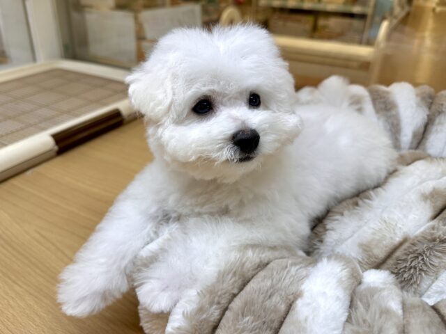 ビションフリーゼ