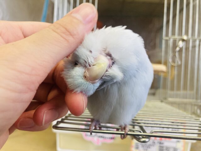 マメルリハ