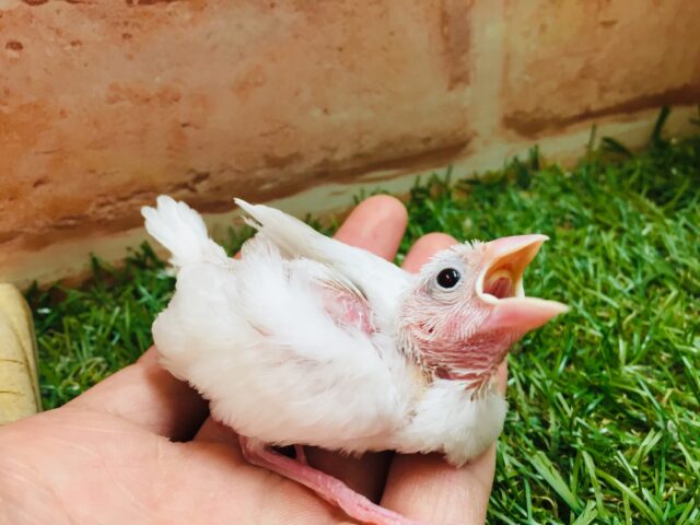 白文鳥