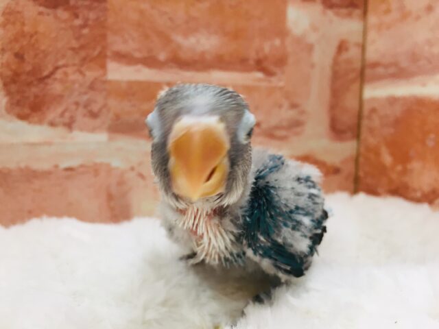 ボタンインコ