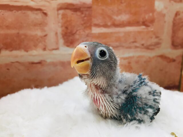 ボタンインコ
