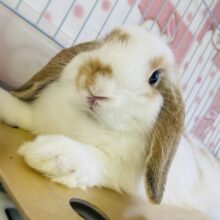 最新画像＆動画更新🆙ぎゅ~~っとしたいᰔᩚ🥕かわいすぎロップイヤーラビットさん🐇🫧