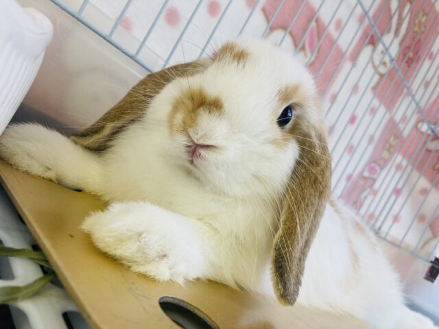 最新画像＆動画更新🆙ぎゅ~~っとしたいᰔᩚ🥕かわいすぎロップイヤーラビットさん🐇🫧
