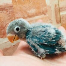 ボタンインコちゃんがやって来ましたよ～🎵🎵　（ブルー）