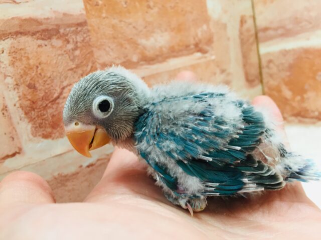 ボタンインコちゃんがやって来ましたよ～🎵🎵　（ブルー）