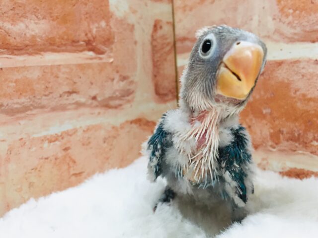 ボタンインコ