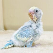 ふわふわ🩵ゆめかわ💛クリームソーダみたい💕セキセイインコ（パステルレインボースパングル）ヒナ