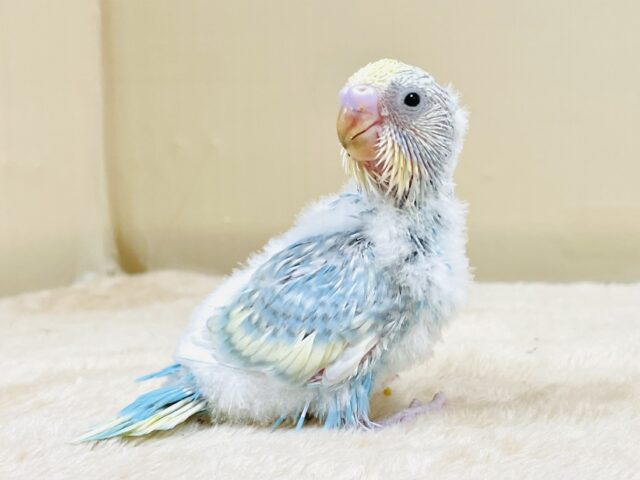 ふわふわ🩵ゆめかわ💛クリームソーダみたい💕セキセイインコ（パステルレインボースパングル）ヒナ