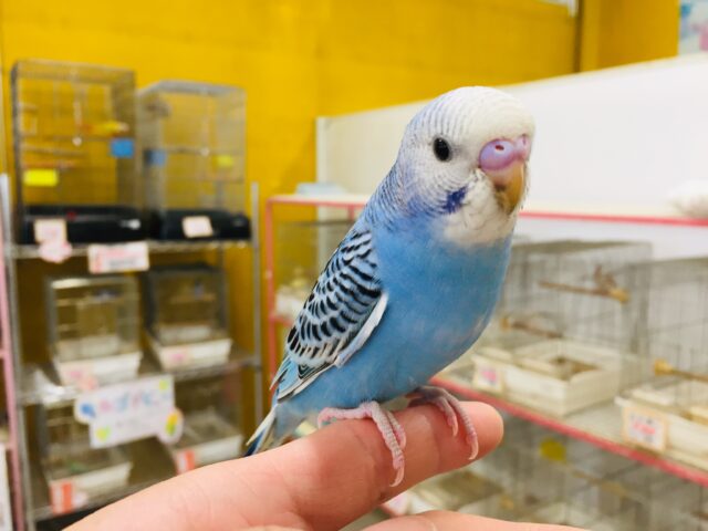 セキセイインコ